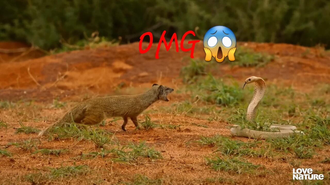 Cobra_VS_Mongoose___