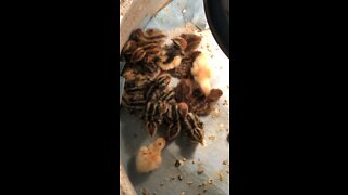 Baby Quail Pile, Sleeping Quail Chicks