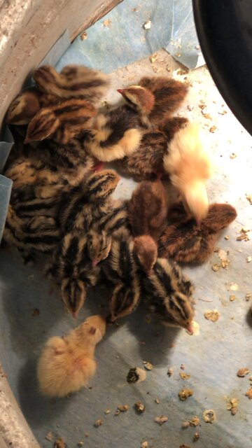 Baby Quail Pile, Sleeping Quail Chicks