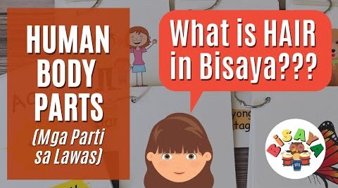 Human Body Parts in Bisaya Flashcards