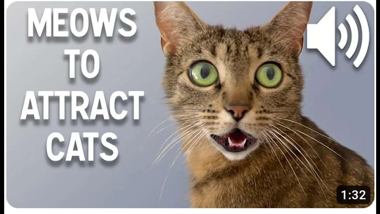 Sounds that attract cats - Meow to make cats come to you