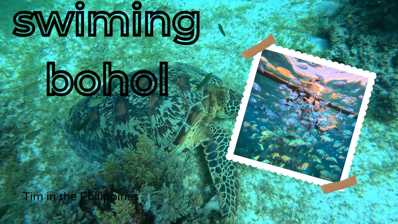 Bohol island hopping such a lovely day #bohol #travel vlog