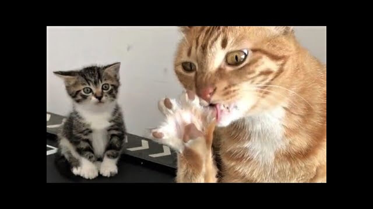 Funny animals - Funny cats dogs - Funny animal videos