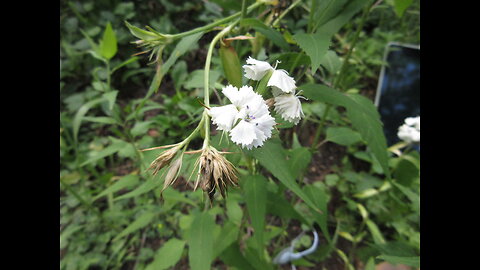 July Joy Sweet William Dianthus barbatus July 2022