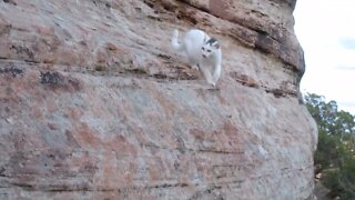 Our Cats #57 #shorts – Pusspuss’s Trip Down a Steep Cliff