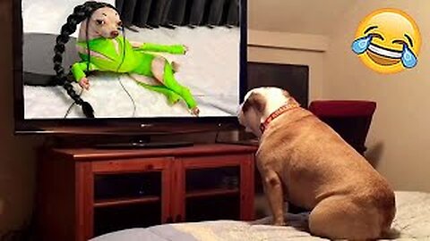 Best funny cat and doh 🐶😹