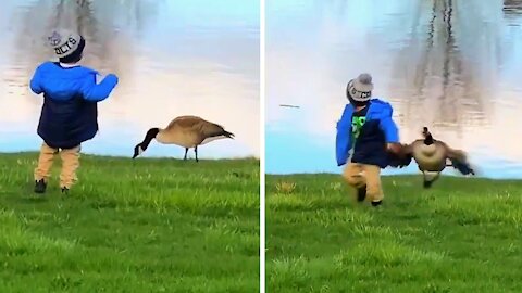 Child ends up approaching the brown goose and flees in fear of him