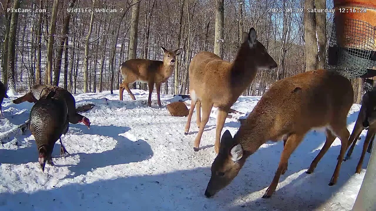 PixCams.com Wildlife Cam 2