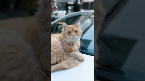 KUCING LUCU #PART 52
