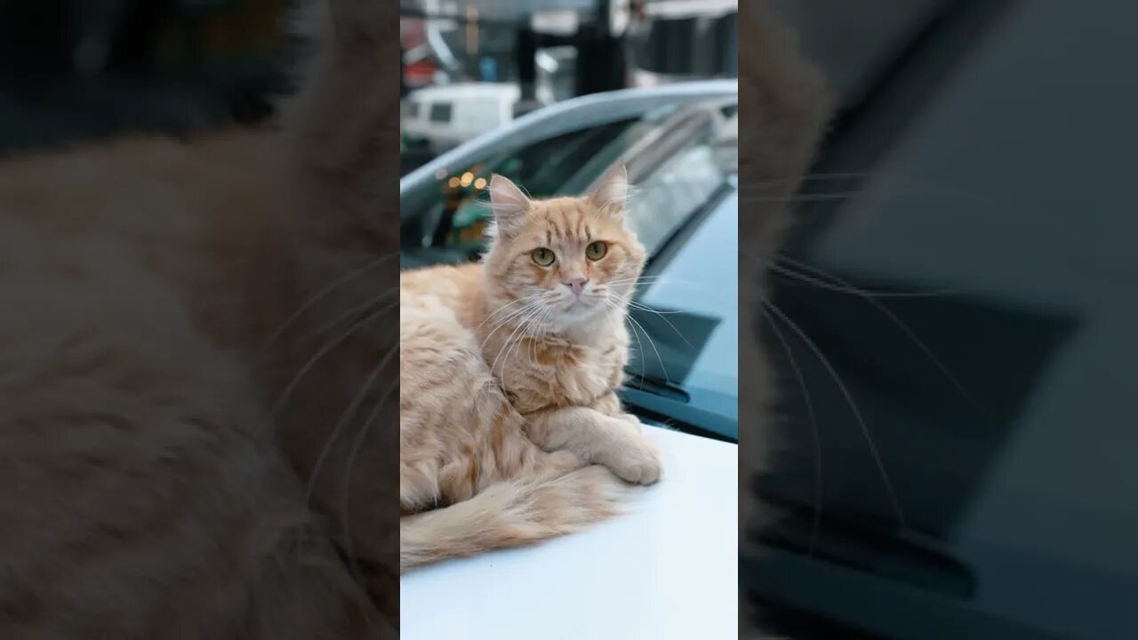 KUCING LUCU #PART 52