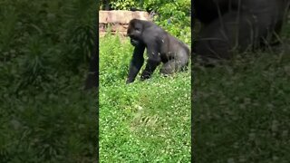 GORILA BRINCANDO DE ROLAR NA GRAMA #shorts #planetaanimalshorts #animals