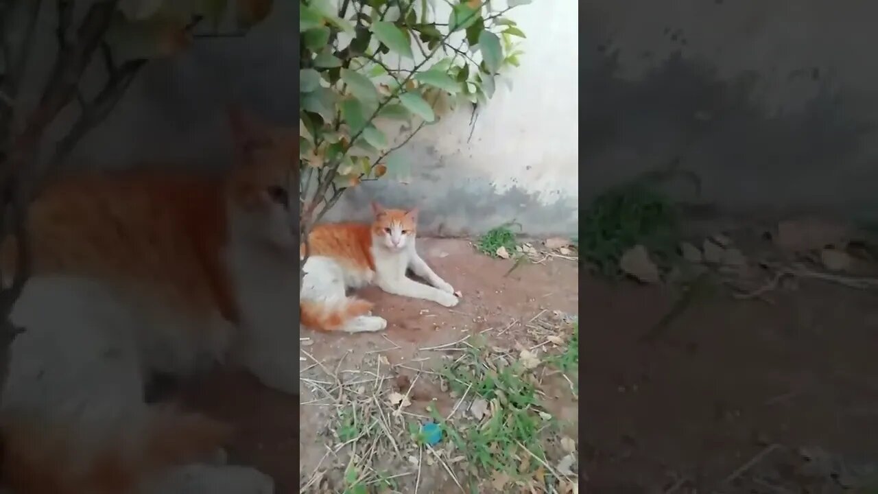 angry cat together #sangetheko #shorts #youtubeshort #viral 7