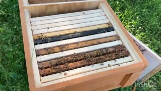 Bee transfer to a horizontal hive