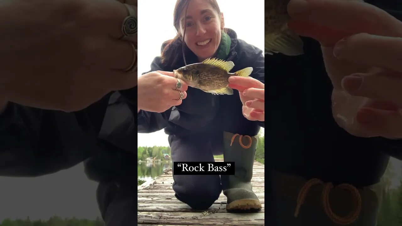 Rock Bass action 🎣