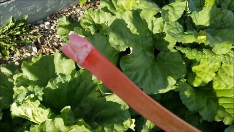 Let them eat...Raw Rhubarb!
