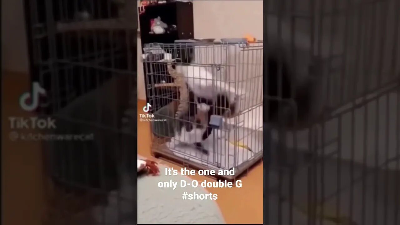 It's the one and only D-O double G #shorts