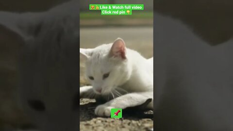 cute cat videos 😹funny videos 😂1364😻#shorts #catvideos #funnycatsvideos #cat #funny_cat #cutecat