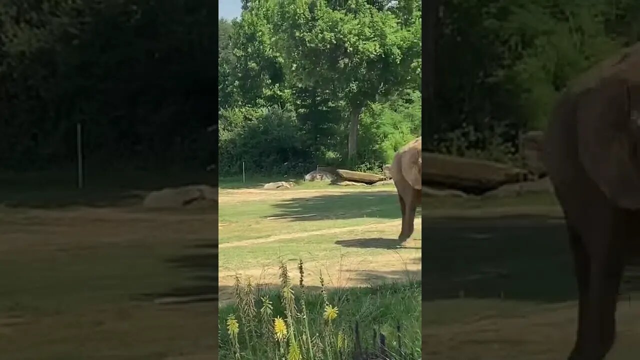 Zoooo
