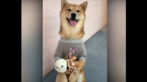 Compilation of Funny Cat and Dog Memes in 2023