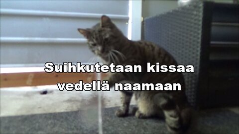 Suihkutetaan kissaa vedellä naamaan