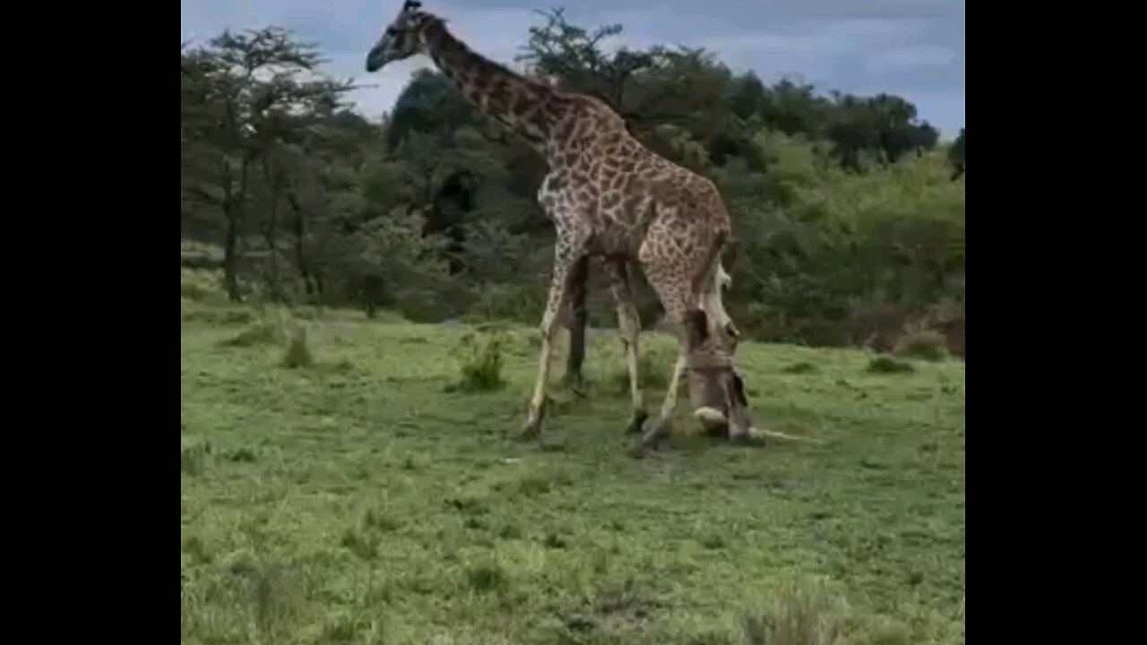 Lioness Take Down Big Giraffe