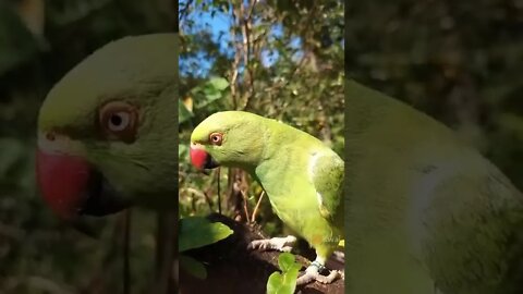 o papagaio falante hoje é sexta feira #shorts