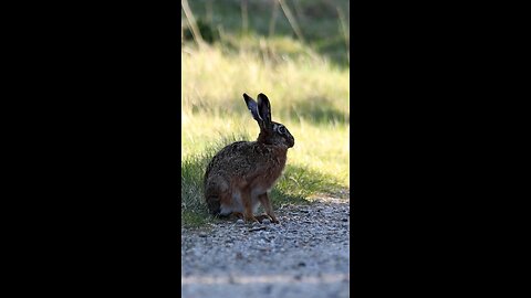 Beautiful rabbit