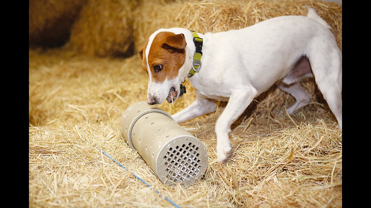 In Hay Barn With Dog