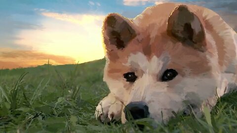 Lively Wallpaper - Shiba Inu