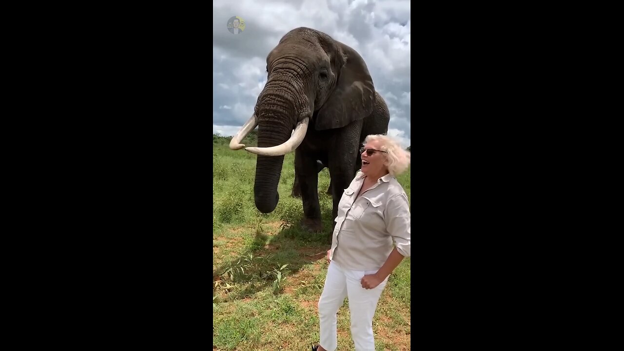 Why this elephant went viral? 🐘