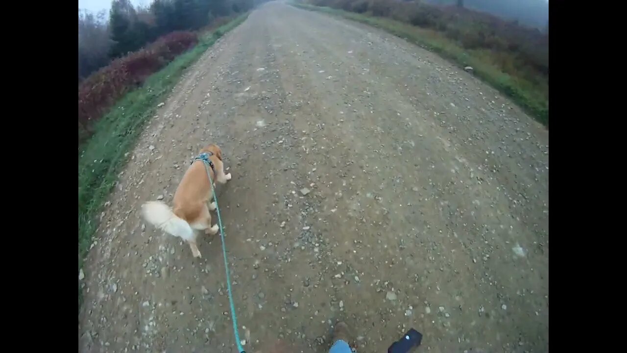 October 5th, 57º Flynn takes me to power lines, does a fake, wants to go South of drive, enough bud.