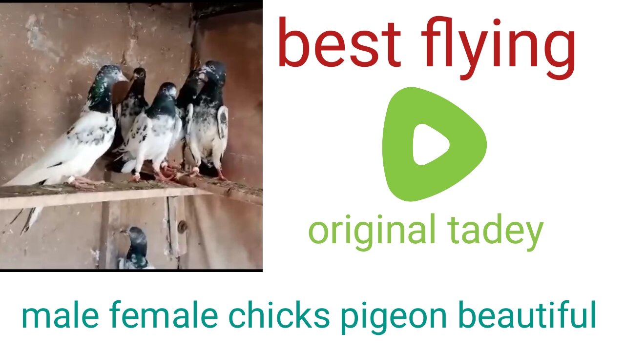 Tadeey pigeon male female chicks beautiful