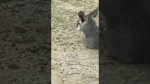 캥거루 아닌 왈라루