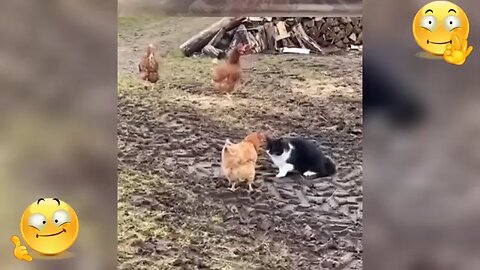 craziest cats ..with hens🤣😂..try not to laugh..🤩🤣