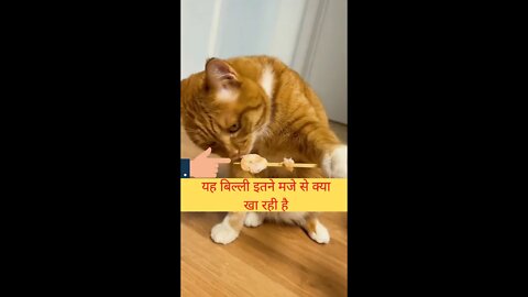 यह बिल्ली इतने मजे से क्या खा रही है😱What is this cat eating so much😻