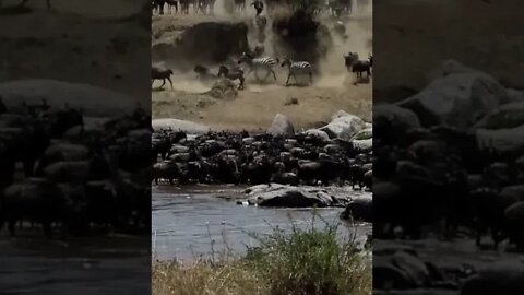 Is the Great Wildebeest Migration Worth All the Hype?🤔#shorts #safari #travel #travelling