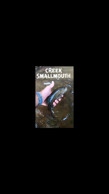 Creek Smallmouth and Rock Bass fishing