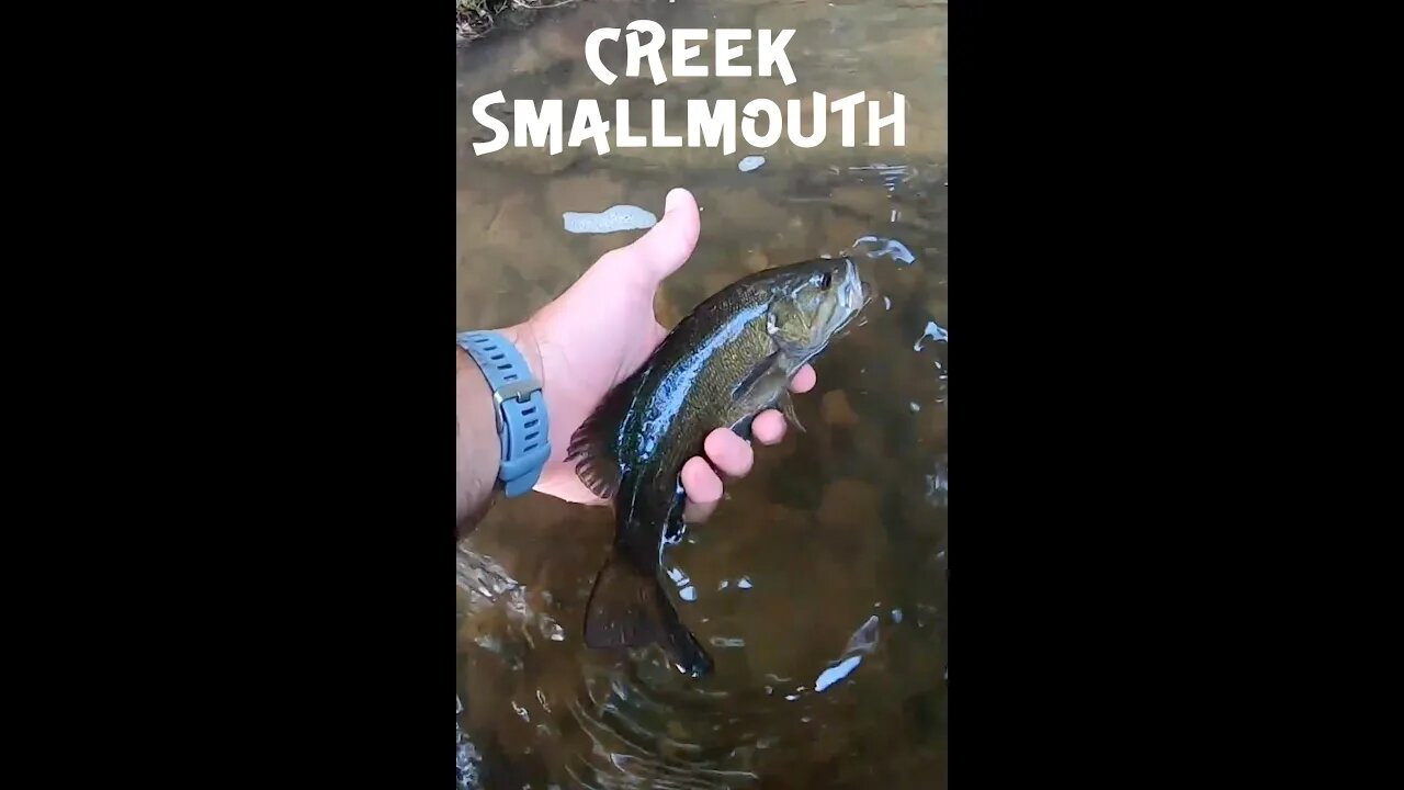 Creek Smallmouth and Rock Bass fishing