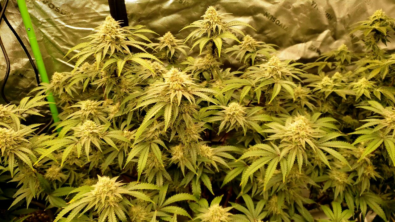 Autoflower Harvest