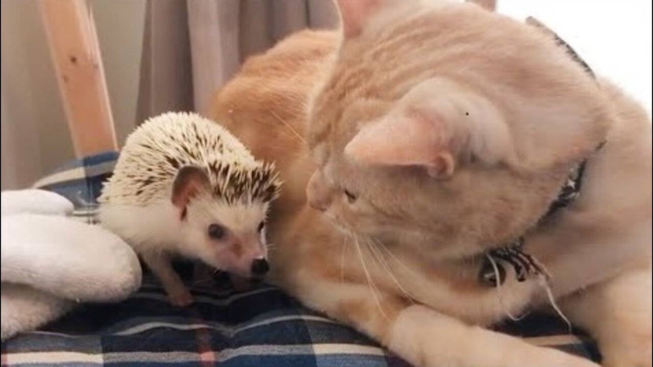 Best Funny Animal Videos 2022 _ Don't try to hold back Laughter _ Funniest Cats Videos #9 #shorts