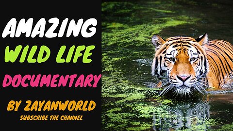 Amazing Wildlife - Documentary