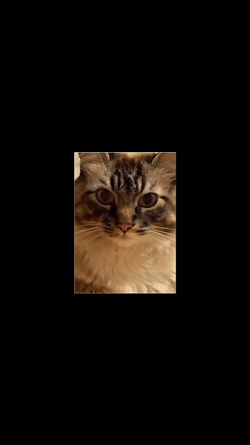 Did you touch my laptop without purrrmission ?