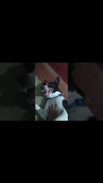 Smiling Bhalu 😄 | Don't Touch Me | #shorts #puppy #dogs #cutedogs