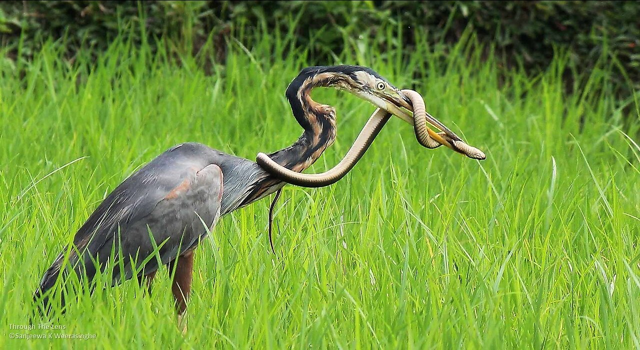 Bird Photography in Mangalajodi Bird Sanctuary | Purple Heron vs Snake Fight | Wildlife Photography