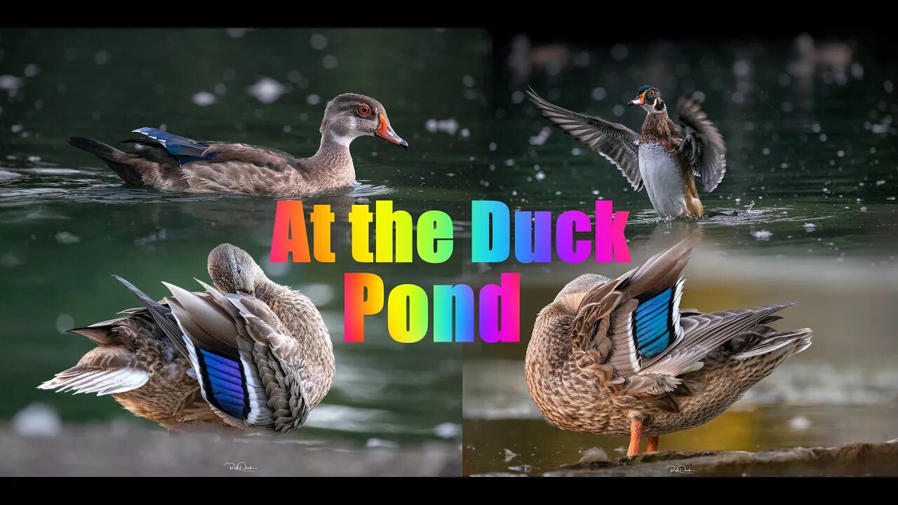 Spend an afternoon at the Duck Pond #duck #ducks