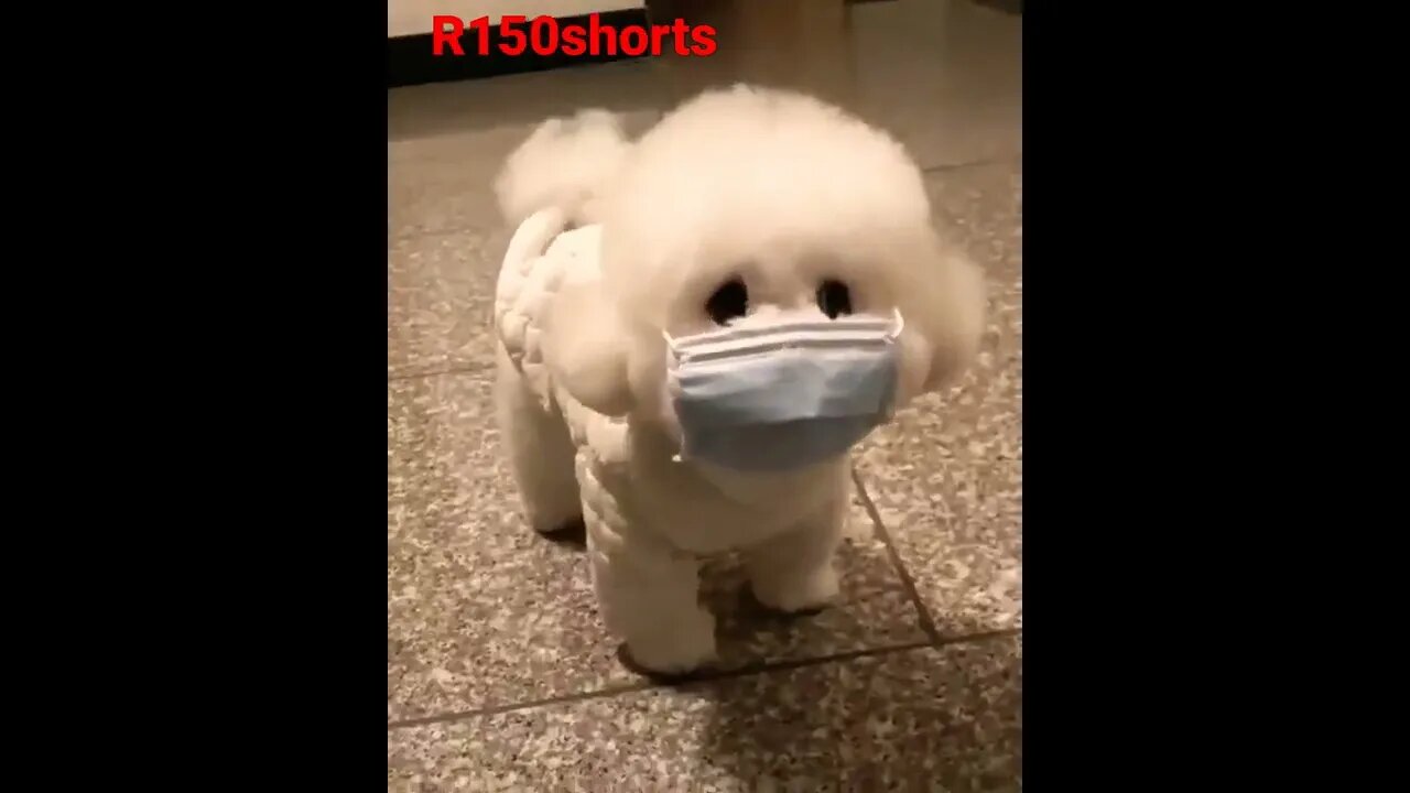 Cute Little pappy Funny Video - Dog Funny Video 2022😁😁😁😁😁😁|#r150shorts |#youtubeshorts |#ytshorts