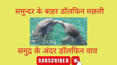 Dolphin out in sea/ /hungry dolphin //two dolphin