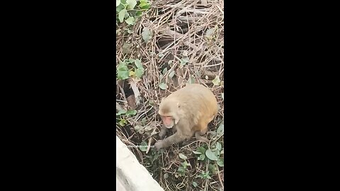 monkey🐒🐒 #funny #comedy#viral #trending #monkey #shorts #yt