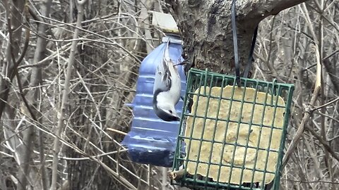 Nuthatch aka upside down bird James Gardens Toronto