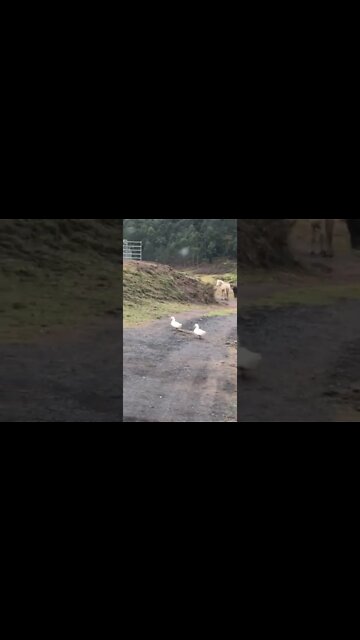 Marching the ducks home from the creek 🦆😂